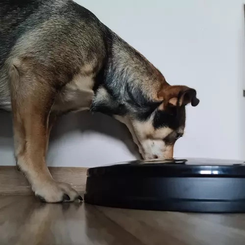 Automatický dávkovač krmiva pro psy a kočky